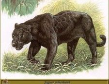 PO pfrd 055 Jaguar mlanisant. Dallet, 