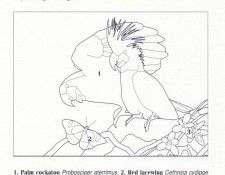 Oz AGls018 Ego Guiotto Palm Cockatoo Painting Key. Guiotto, ���