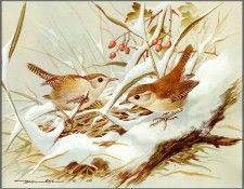 pa BasilEde 57 Wren. , 