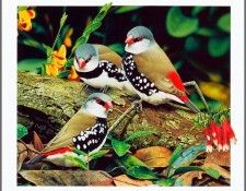 pa AusGeoArt 2003 04 EgoGuiotto DiamondFiretail. Guiotto, ���