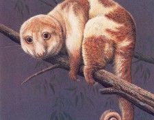 Oz AGls034 Rod Scott Spotted Cuscus. , Rod
