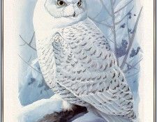 Fuertes-LouisAgassiz SnowyOwl-sj. ,  F