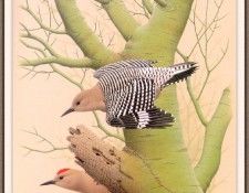 Sj WbZ 14 Gila Woodpecker. ���������, �������