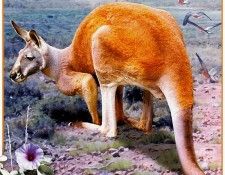 pa HartTrish 05 RedKangaroo. , 