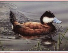 HautmanJoseph Ruddy Duck We@ISC. Hautman 