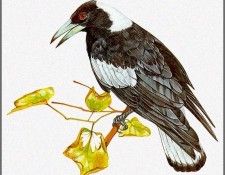 pa TonyOliver AustralianBirds 12 Magpie. ������, ����