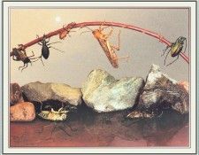 NorfleetB 34 TheCrossing-WeaSDC. Norfleet, �������