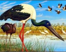 pa KevinStead 04 Black NeckedStork. Стид, Кевин
