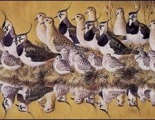 43606. Tunnicliffe, 