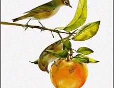 pa TonyOliver AustralianBirds 15 Silvereye. , 