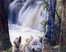 Kevin Daniel - SK Wildlife Federation Card-Wolves, De. , 