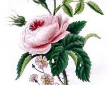 Barbara Milo Ohrbach - A Token of Friendship 01, De. Ohrbach,  Milo