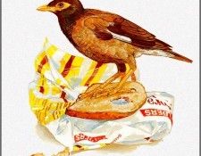 pa TonyOliver AustralianBirds 28 IndianMyna. , 