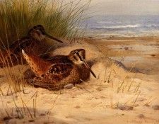 55705. �������, ���������