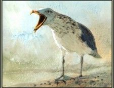 D50-AWE038-RB-Herring Gull 3. Bansemer, ������