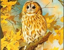 pa BasilEde 51 TawnyOwl. , 