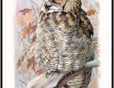 Fuertes-LouisAgassiz GreatHornedOwl-sj. ,  F