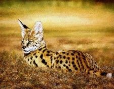 Ae 44 Serval Cat Simon Combes sqs. , 