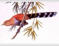bs-na- Don R Eckelberry- Squirrel Cuckoo. Eckelberry,  R