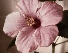 Tim Richter - Hibiscus, De. , 