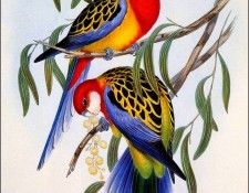 bs-na- H C Richter- Eastern Rosella. , HC