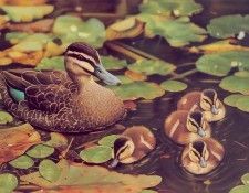 Oz AGls015 Ego Guiotto Pacific Black Duck Painting. Guiotto, 