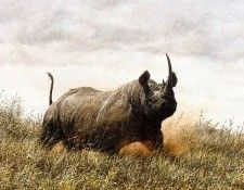 Ae 12 Rhino Charge Simon Combes sqs. ����, �����