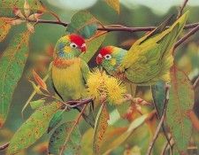 Oz AGls021 Ego Guiotto Varied Lorikeet Painting. Guiotto, ���