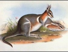pa AVM ext 01 Gould CrescentNail-TailWallaby. , 