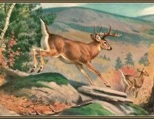 cr WalterWebber-06-WhiteTailedDeer. , 
