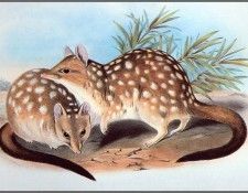 pa AVM end 12 Gould WesternQuoll. , 