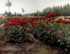 Verstappen Pieter Nature 32 Sun. Verstappen, 