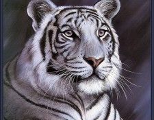 p Pollyanna Pickering Cal2001 12. ��������, ���������