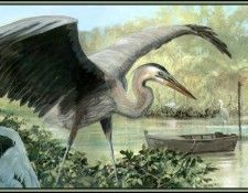 D50-AWE047-RB-Great Blue Heron 5. Bansemer, ������