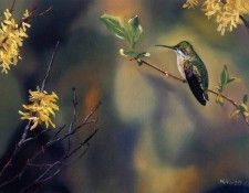 Andrew Kiss - Hummingbird, De. , 