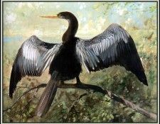 D50-AWE004-RB-Anhinga 1. Bansemer, 