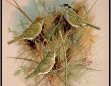 EdeBasil-TheBlackcapAndGardenWarbler-sj. ���, �������