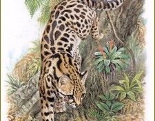 PO pfrd 030 Margay � grandes taches noires. Dallet, ������