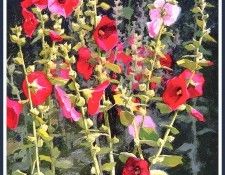 bs-flo- Shirley Novak- Welcome To The Hummingbird Cafe. �����, �����