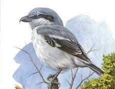 abs 05 great grey shrike. , 