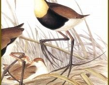 PO ptb 27 Jacana  Crte. , 