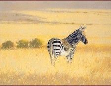 lrsAfrica05DonaldsonKim CapeMtZebra. , 