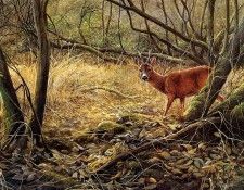 Verstappen Pieter Nature 29 Sun. Verstappen, �����