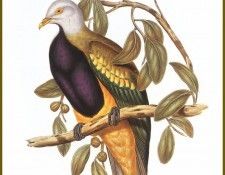 PO ptb 54 Ptilope Magnifique. , 