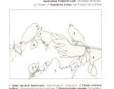 Oz AGls092 Tony Oliver Spiny-Cheeked Honeyeater Key. ������, ����