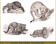 PO pfrd 129 Chat dor�   Chat dAfrique   Chat � pieds noirs. Dallet, ������