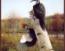 GrommeOwen-PileatedWoodpeckers (sj-art355). Gromme, ���� J