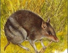 pa TonyOliver AustralianEndangeredWildlife 24. , 
