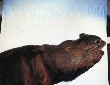 art 273. ������, ������