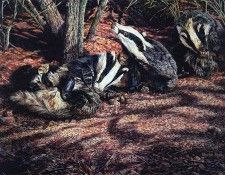lrsRidleyMartin-GroomingBadgers. , 